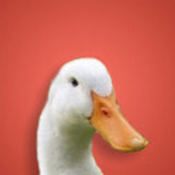 August the Duck Gaming Deskmats