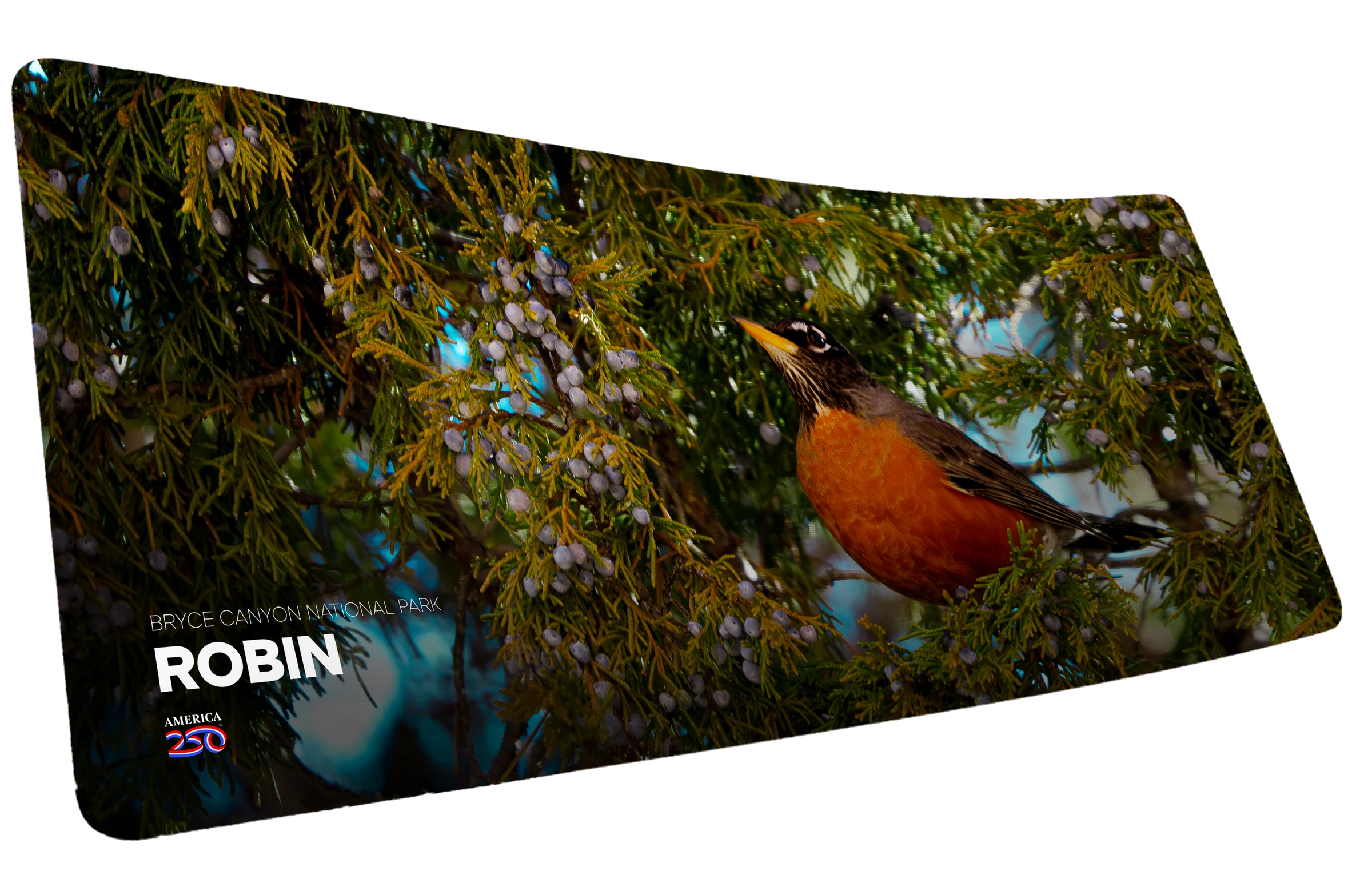 American Robin America 250 Animal Collection
