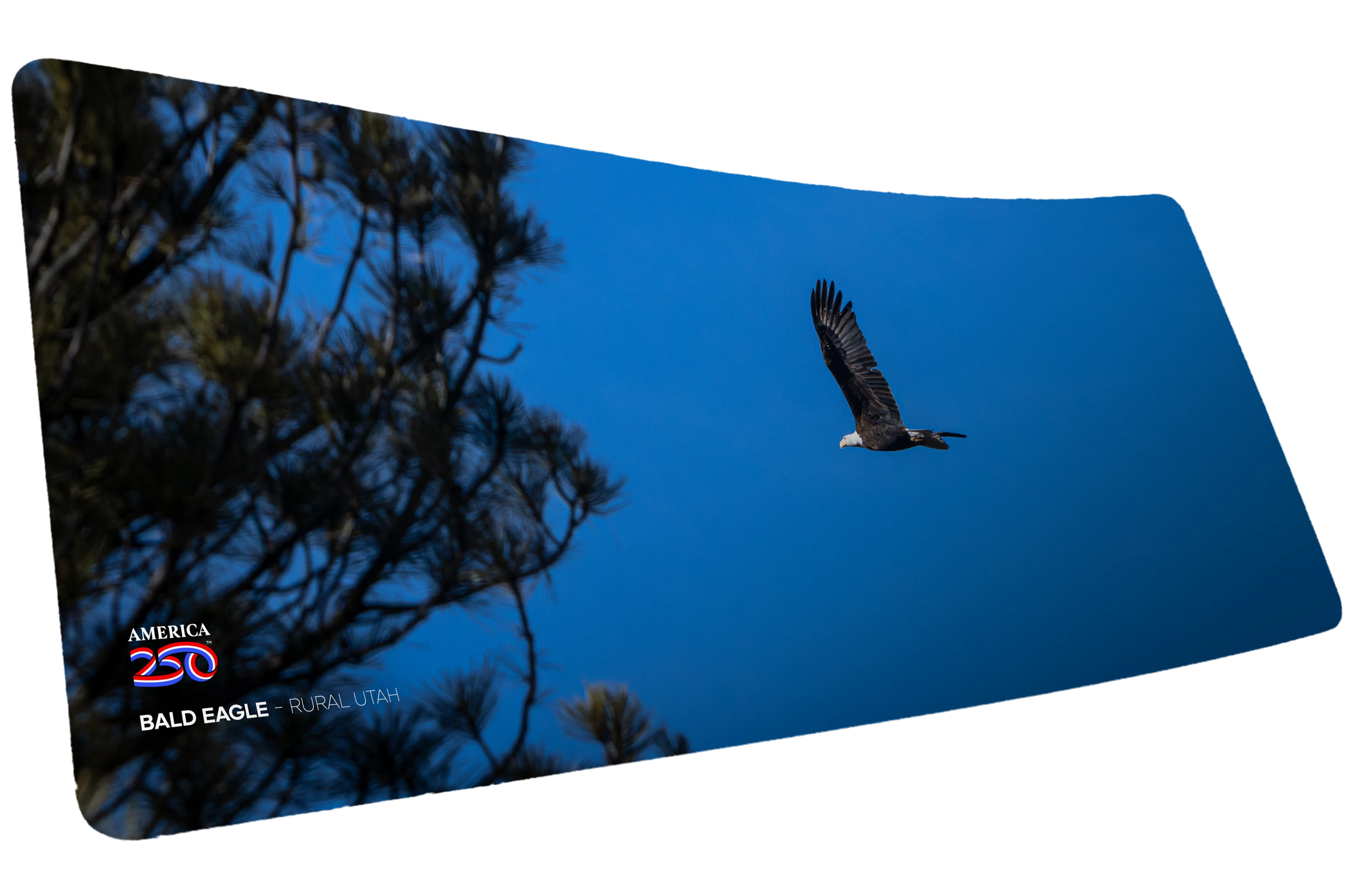 Bald Eagle in Flight America 250 Animal Collection