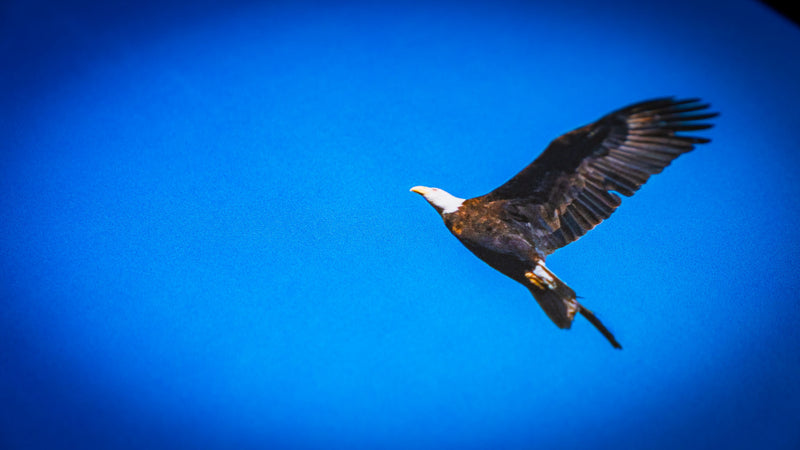 Close-up of the Bald Eagle in Flight deskmat featuring a soaring bald eagle with outstretched wings against a vibrant blue sky in the America 250 collection.