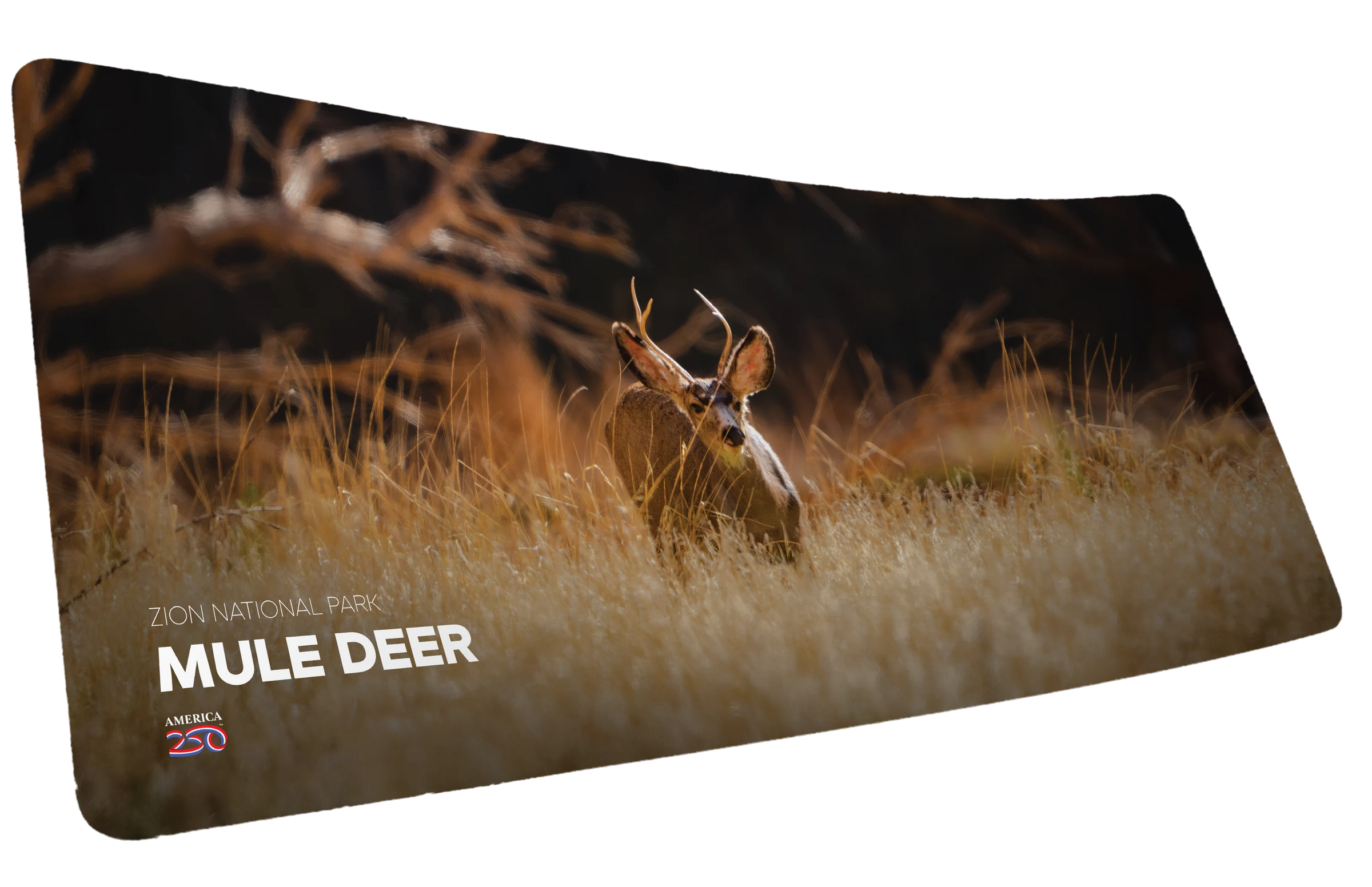 Mule Deer America 250 Animal Collection