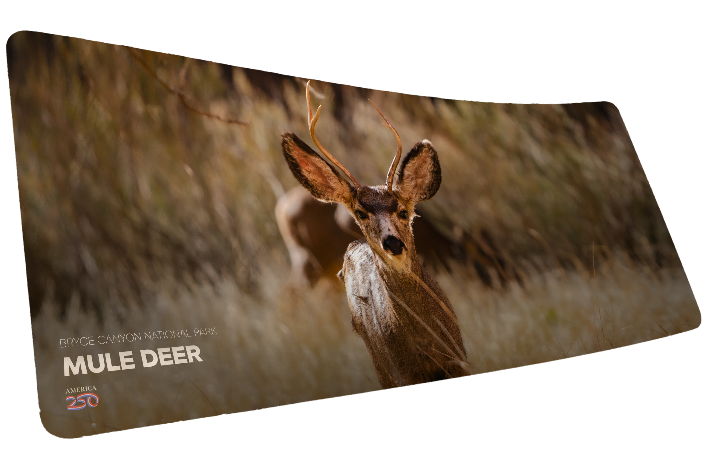 Mule Deer Buck America 250 Animal Collection