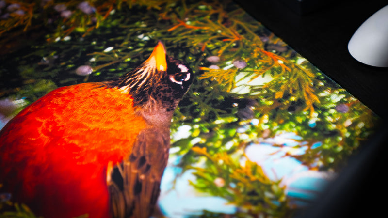 "American Robin America 250 Animal Collection" — Animals Deskmat